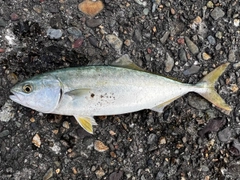 フクラギの釣果