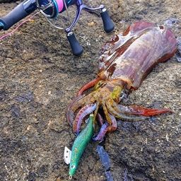 アオリイカ