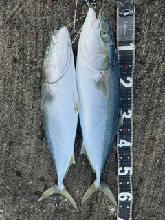 ワラサの釣果