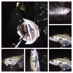 シーバスの釣果