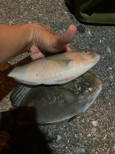 アーガイの釣果