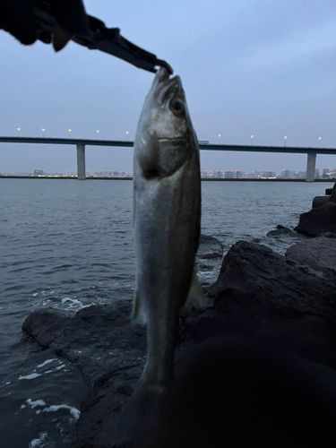 東京ゲートブリッジ付近