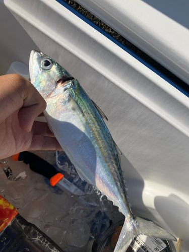 グルクマーの釣果