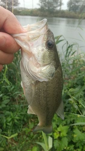 ラージマウスバスの釣果