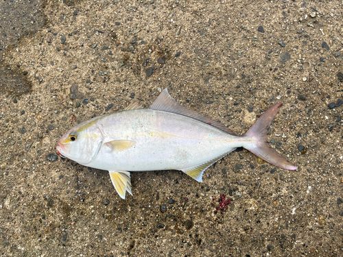 カンパチの釣果