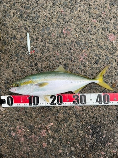 ハマチの釣果