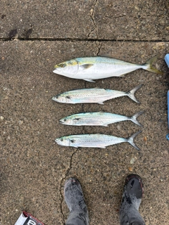 メジロの釣果