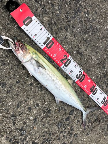 サゴシの釣果