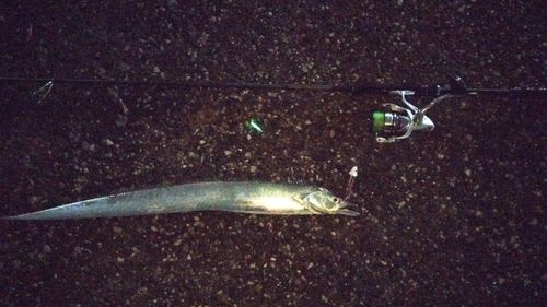 タチウオの釣果