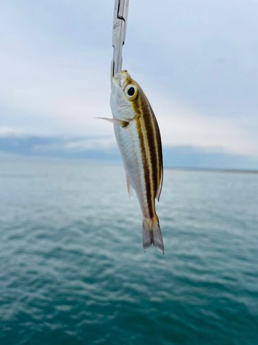 イサキの釣果