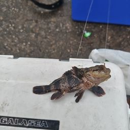 カサゴ