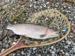 ヤシオマスの釣果