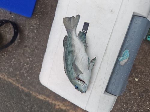 グレの釣果