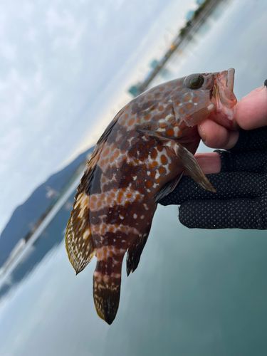 キジハタの釣果