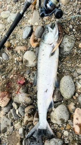 アキアジの釣果