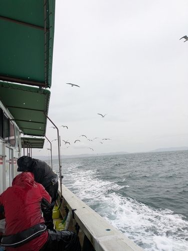 タチウオの釣果