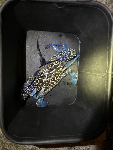 タイワンガザミの釣果
