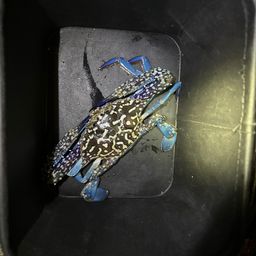 タイワンガザミ