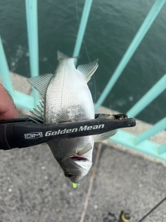 セイゴ（ヒラスズキ）の釣果