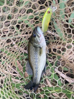 ラージマウスバスの釣果