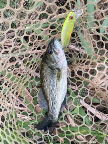 ラージマウスバスの釣果