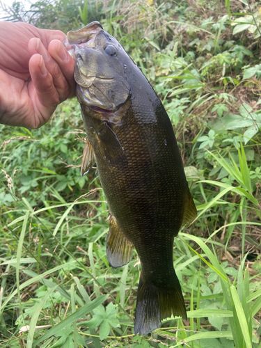 スモールマウスバスの釣果