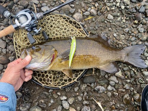 スモールマウスバスの釣果