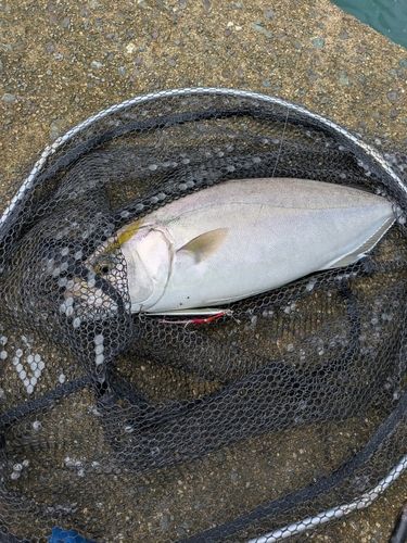 シオの釣果