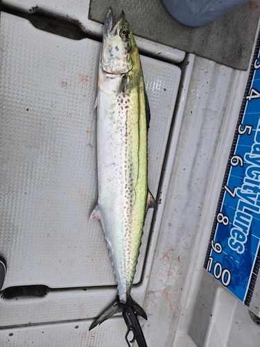 サワラの釣果