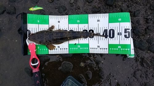 マゴチの釣果