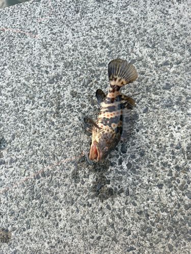 セイゴ（ヒラスズキ）の釣果