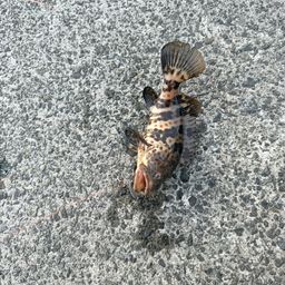 セイゴ（ヒラスズキ）