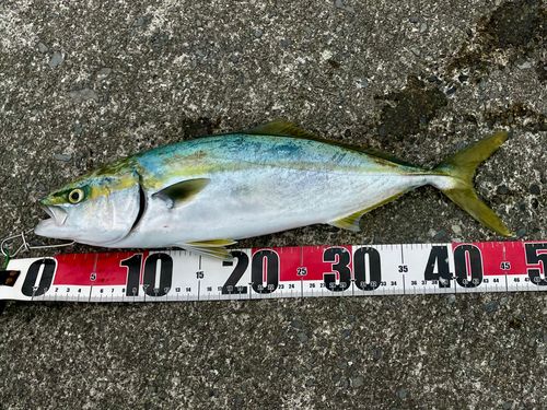 イナダの釣果