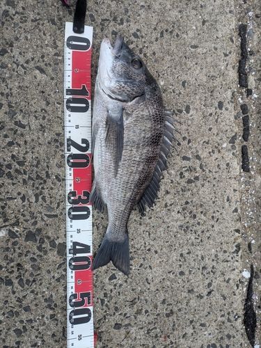 チヌの釣果