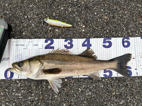 シーバスの釣果