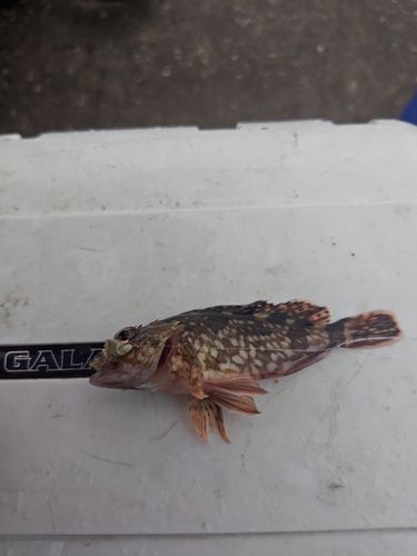 カサゴの釣果