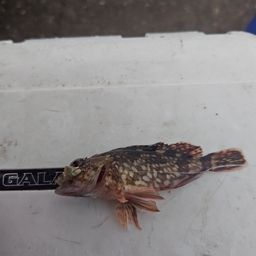 カサゴ