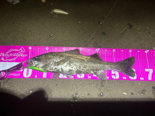 マルスズキの釣果