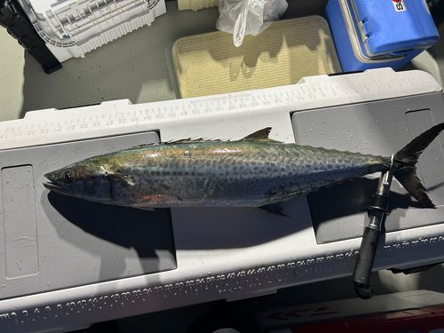サワラの釣果