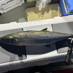 サワラ