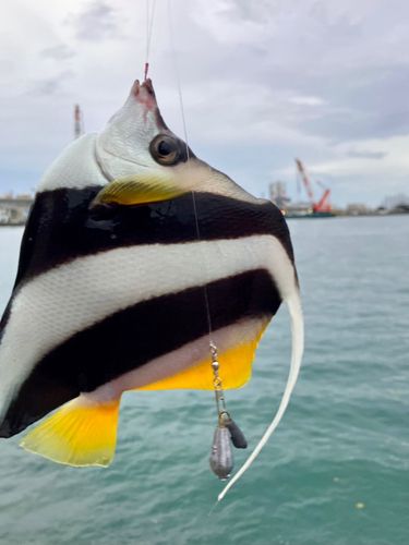 オニハタタテダイの釣果