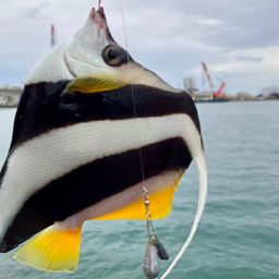 オニハタタテダイ