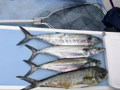 サワラの釣果
