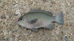 メジナの釣果