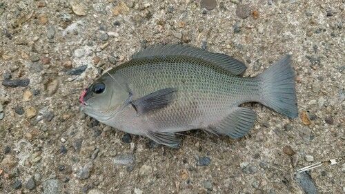 メジナの釣果