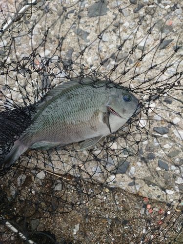 クロの釣果