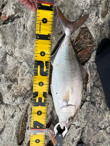 ネリゴの釣果