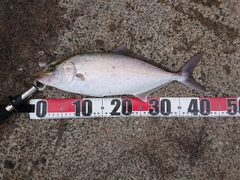 シオの釣果