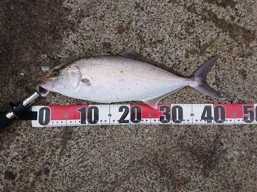 シオの釣果