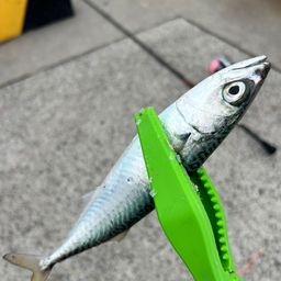 アジ